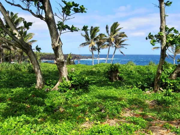 Lush Vegetation and Palm Trees Grow Near the Ocean at Waianapanapa State Park in Hana, Hawaii — Stock fotografie