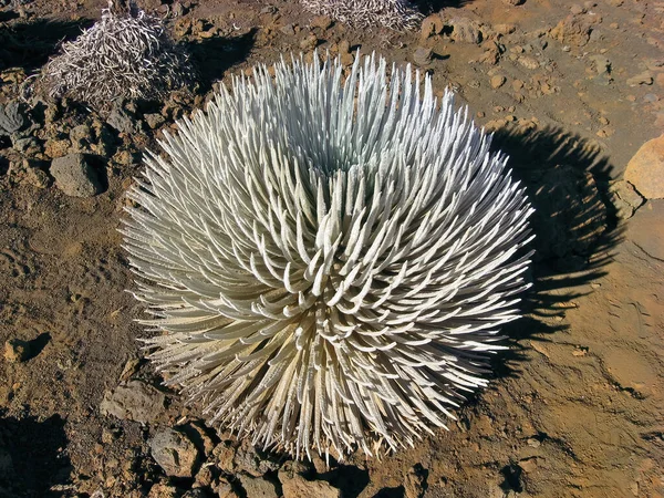 Maui, Hawaii 'deki Haleakala Ulusal Parkı' nda Haleakala Gümüş Kılıcı Yüksek Açılı Manzarası 'nı kapatın.