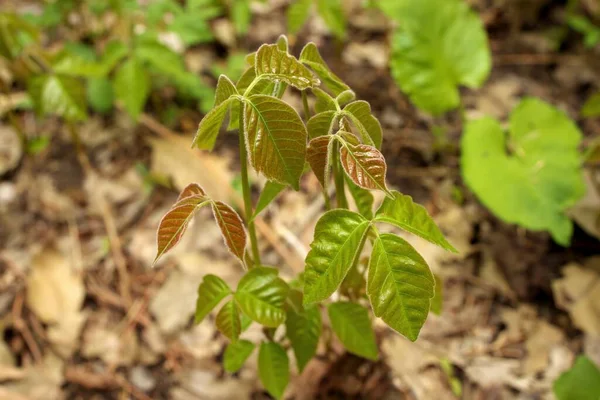 Närbild av en Patch av Poison Ivy växter Nyligen grodda under våren — Stockfoto