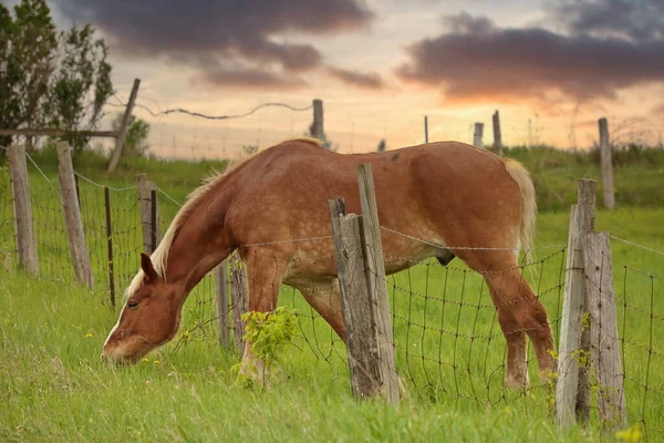 The Grass is Always Greener on the Other Side of Fence. Horse reaches over wire fence to get grass — Foto de Stock