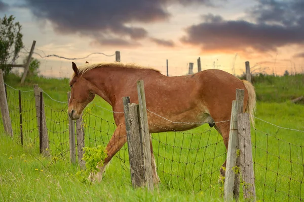 A Male Flaxen Chestnut Horse Stallion Colt with his Foot Caught in a Wire Fence Trying to Remove it — Foto de Stock