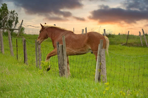 A Male Flaxen Chestnut Horse Stallion Colt with his Foot Caught in a Wire Fence Trying to Remove it — Foto de Stock