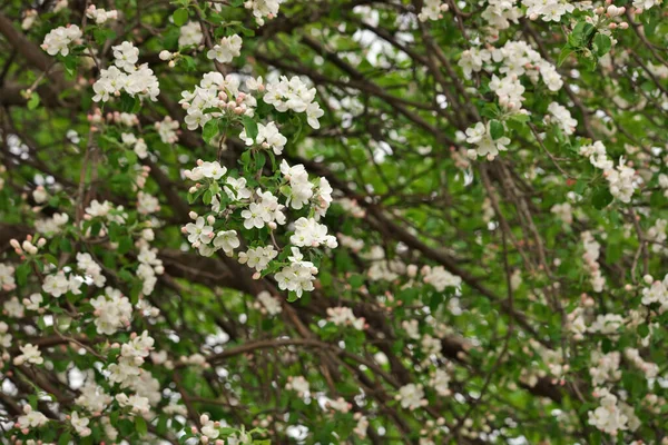 Ramo close-up de flor de maçã em um dia de primavera ensolarado — Fotografia de Stock