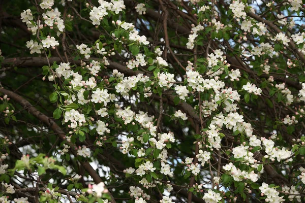 Güneşli bir bahar gününde, elma çiçeğinin yakın plan dalları