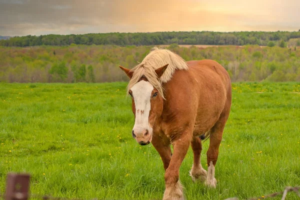 A Male Flaxen Chestnut Horse Stallion Colt Walking Through a Pasture Meadow — Stok fotoğraf