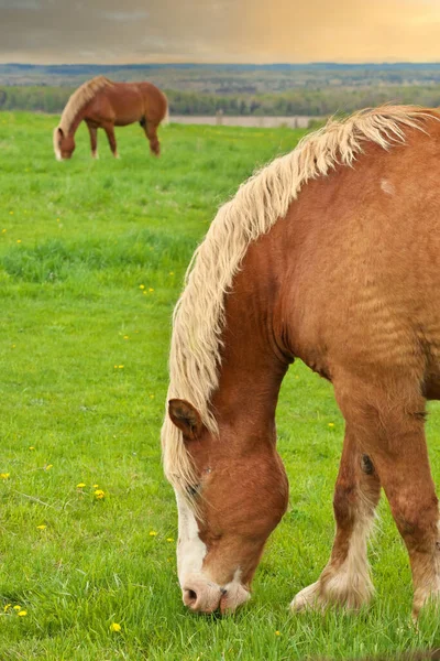 Two Male Flaxen Chestnut Horse Stallion Colts Grazing in a Pasture Meadow with a Golden Sunset — Foto de Stock