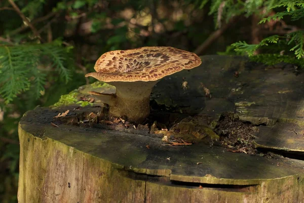 Polyporus squamosus Bracket Fungus Growing on Top of Tree Stump. Un champignon comestible sauvage — Photo