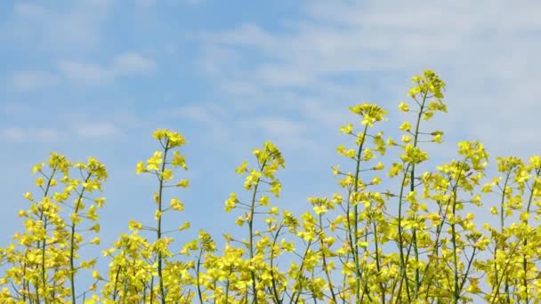 Close up of Flowers in a Canola Field on a Breezy and Sunny Day — Stock Video