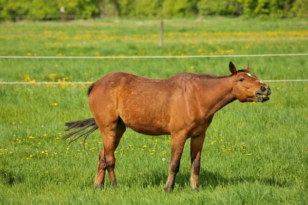 Duszenie konia: brązowy ogier z niedrożnością przełyku lub zwężeniem lub zadławieniem na głowie odchodów siana Zdjęcie Stockowe