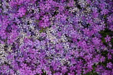 Full Frame Macro Güzel Pembe ve Mor Phlox Subulata, Moss Phlox veya Creeping Phlox