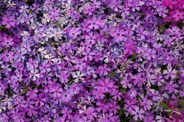 Full Frame Macro Güzel Pembe ve Mor Phlox Subulata, Moss Phlox veya Creeping Phlox