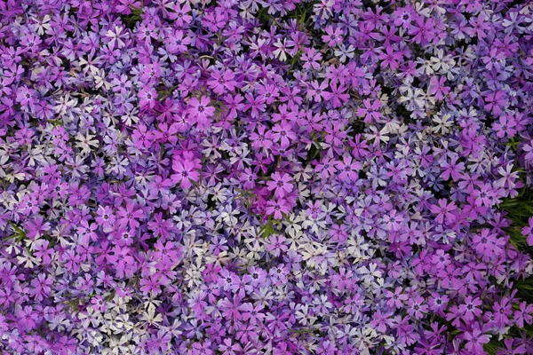 Marco completo Macro primer plano de hermoso rosa y púrpura Phlox Subulata, Moss Phlox, o arrastrándose Phlox — Foto de Stock