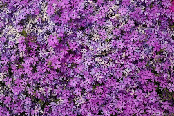 Full Frame Macro Close up of Beautiful Pink and Purple Phlox Subulata, Moss Phlox, or Creeping Phlox — стоковое фото