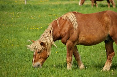 Güneşli bir günde çayırda otlayan Erkek Flaxen Kestane At Aygırı Colt