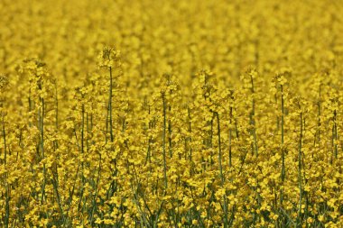 Rüzgarlı ve güneşli bir günde Sarı Kanola Çiçeklerinin Kapalı Çerçevesi