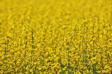 Rüzgarlı ve güneşli bir günde Sarı Kanola Çiçeklerinin Kapalı Çerçevesi