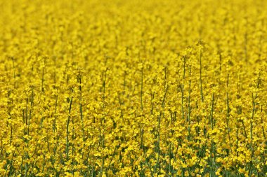 Rüzgarlı ve güneşli bir günde Sarı Kanola Çiçeklerinin Kapalı Çerçevesi