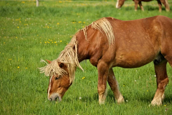 Un macho de lino castaño caballo semental Colt pastoreo en un prado de pastos en un día soleado — Foto de Stock
