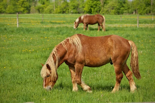 Un macho de lino castaño caballo semental Colt pastoreo en un prado de pastos en un día soleado — Foto de Stock
