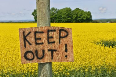 İzinsiz girenleri uzak durmaları konusunda uyarmak için Canola Alanının Sınırına Ev Yapımı Uzak Tutma İşaretleri 