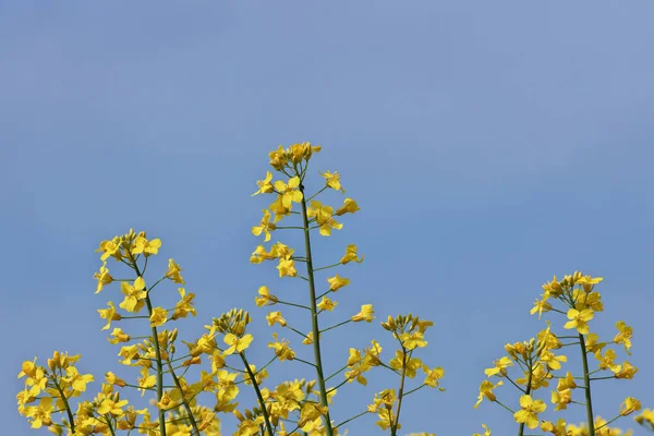 Közelkép a sárga Canola Virágok egy farm mező ellen a Sunny Blue Sky — Stock Fotó