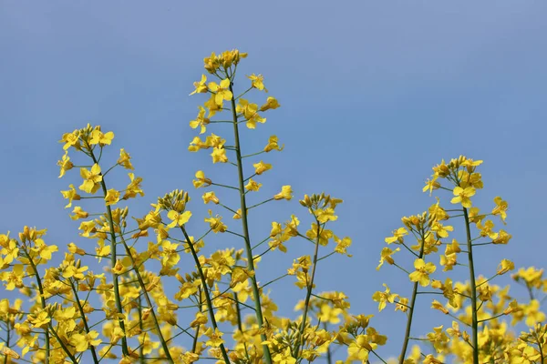 Primo piano di fiori di colza gialla in un campo agricolo contro un cielo blu soleggiato — Foto Stock