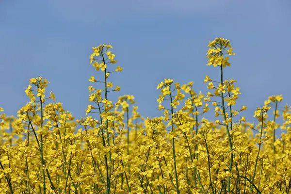 Close up de flores amarelas de canola em um campo de fazenda contra um céu azul ensolarado — Fotografia de Stock