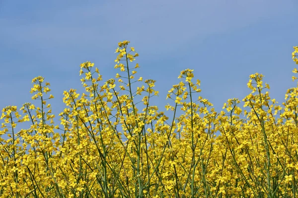 Close up de flores amarelas de canola em um campo de fazenda contra um céu azul ensolarado — Fotografia de Stock