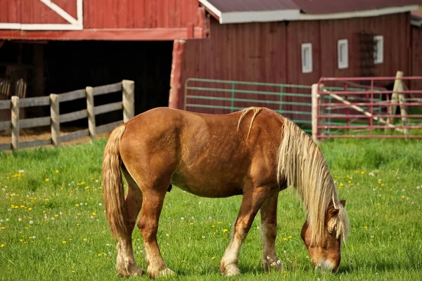 Un macho de lino castaño caballo semental Colt pastoreo en un prado de pastos con granero rojo en segundo plano — Foto de Stock