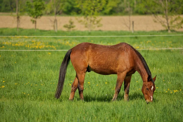 En hane brun hingst häst med vit plats punkt markera punkt på huvudet Grazes i en grön betesmark — Stockfoto