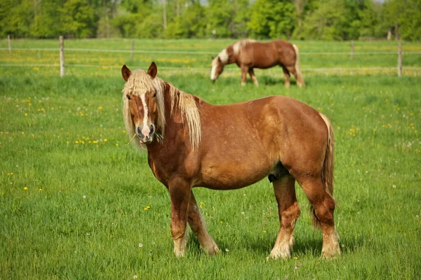 Un macho lince castaño caballo semental Colt mira hacia arriba hacia la cámara, mientras que el pastoreo en los pastos — Foto de Stock