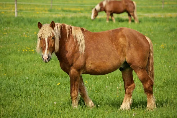 Un macho lince castaño caballo semental Colt mira hacia arriba hacia la cámara, mientras que el pastoreo en los pastos — Foto de Stock