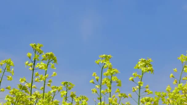 Dekat Panning Shot of Flowers di Canola Field pada Breezy dan Sunny Day — Stok Video