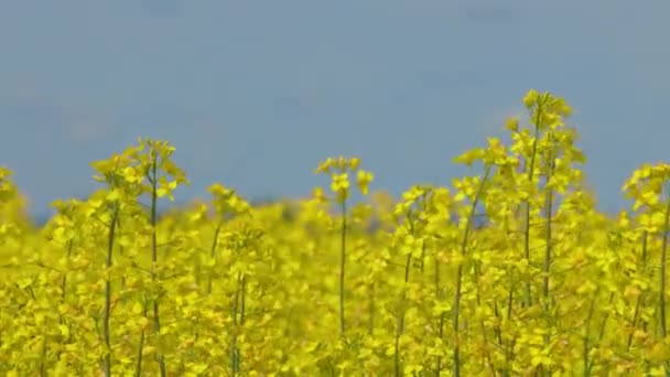 Close up of Beautiful Yellow Flower Blossom Rapeseed Canola Agriculture Field Blue Sky in Spring — Stock Video