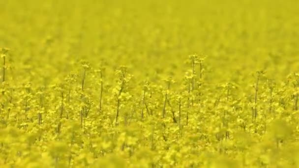 Close-up van Canola koolzaad gele bloemen in een Canola Field Farm op een luchtige en zonnige Lente in Europa — Stockvideo