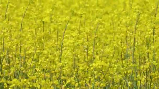 Svislý nakloněný zblízka záběr žluté řepky řepky olejné květiny táhnoucí se k obzoru v poli — Stock video