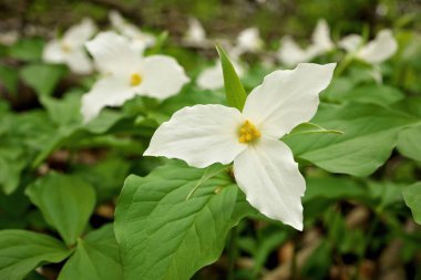 Low Angle Close Up of A Great White Trillium Patch in the Woods in Spring in Ontario Canada clipart