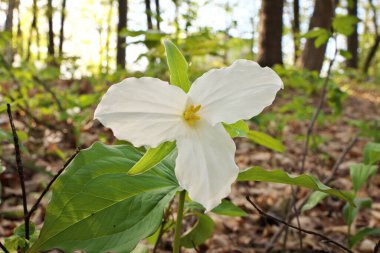 Ontario Kanada 'nın İlkbaharda Ormanda Büyük Beyaz Trillium' un Düşük Açı Yakın Çekimi