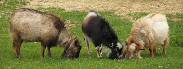 Домашние козы пасутся в поле на небольшой ферме для хобби — стоковое фото