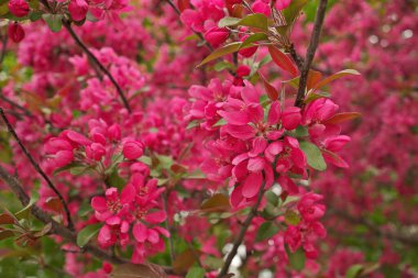 Japon çiçekli yaban elması ağacı İlkbaharda çiçek açıyor Güzel kokulu pembe çiçeklerle