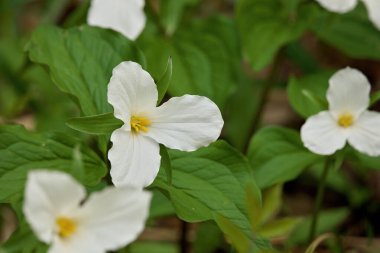 Ontario Kanada 'nın İlkbaharında Ormanda Büyük Beyaz Trillium Yaması