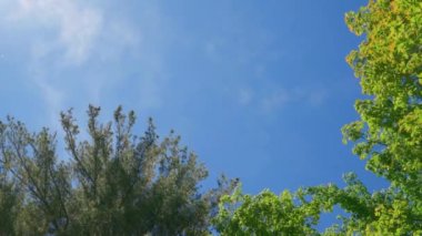 Idyllic Yaz Gününün Düşük Açı Bakış Açısı Hızlı Hareket Eden Beyaz Sirk Bulutları, Mavi Gökyüzü ve gür Vibrant Meşe ve Çam Ağaçları. Yüksek kalite 4k görüntü