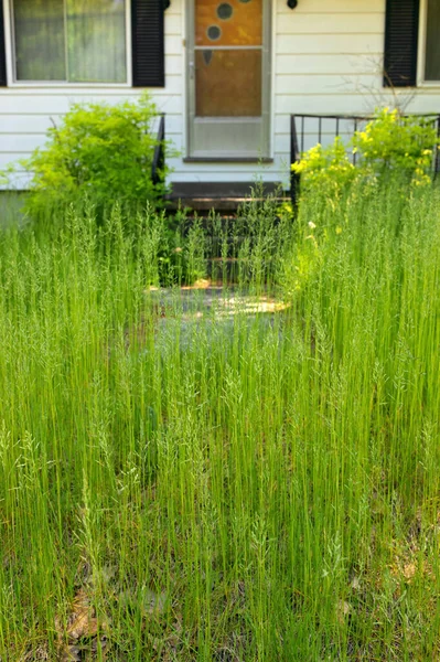 Bir Evin Önündeki Aşırı Büyümüş Çimen Çimleri Biçmek Kesmek Için — Stok fotoğraf