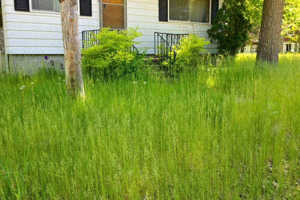 Gramado Grama Extremamente Overgrown Frente Uma Casa Casa Campo Necessidade — Fotografia de Stock