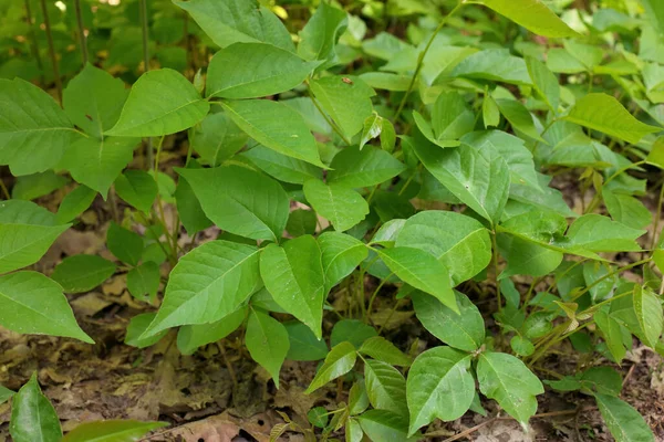 Hög Vinkel Närbild Patch Poison Ivy Växter Solig Dag Högkvalitativt — Stockfoto