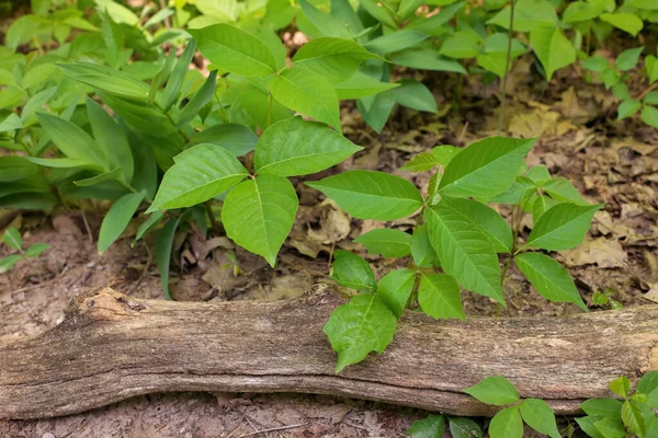Hög Vinkel Närbild Patch Poison Ivy Växter Solig Dag Högkvalitativt — Stockfoto