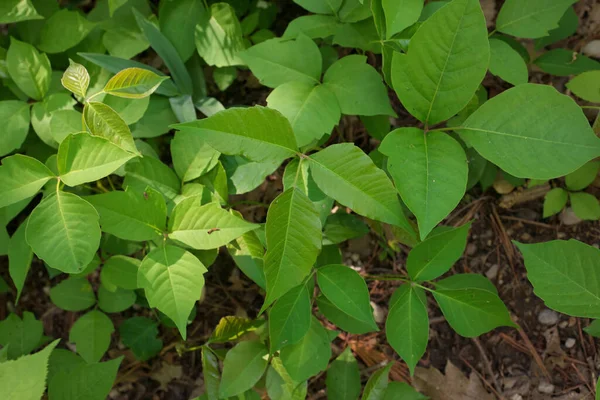 Direkt Ovanför Närbild Patch Poison Ivy Växter Solig Dag Högkvalitativt — Stockfoto