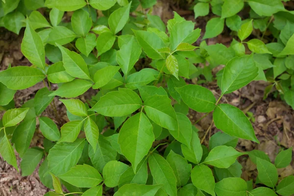 Direkt Ovanför Närbild Patch Poison Ivy Växter Solig Dag Högkvalitativt — Stockfoto