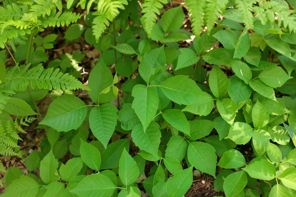 Directly Close Patch Poison Ivy Plants Sunny Day High Quality — Stock Photo, Image