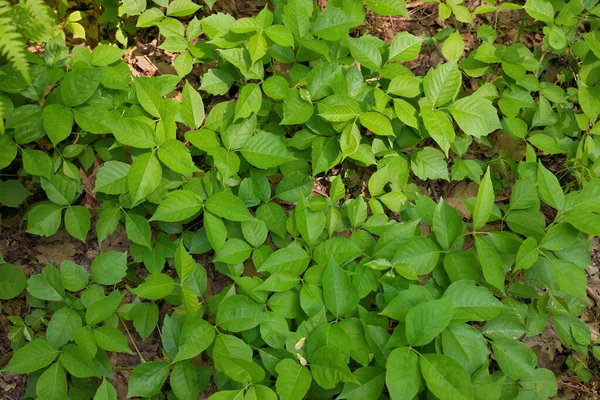 Directamente Arriba Primer Plano Parche Plantas Hiedra Venenosa Día Soleado — Foto de Stock